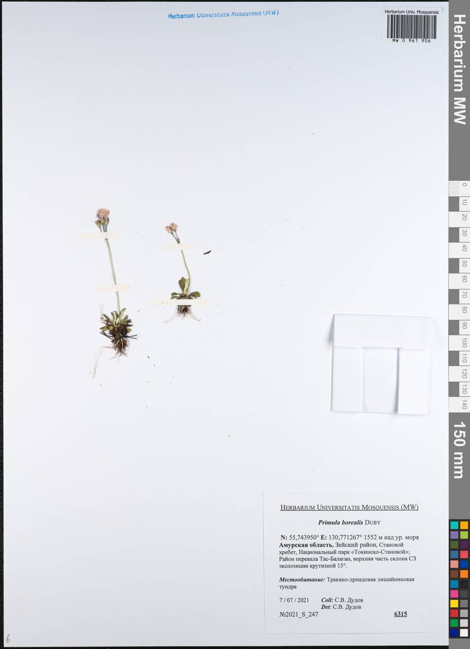 Primula borealis Duby, Siberia, Russian Far East (S6) (Russia)