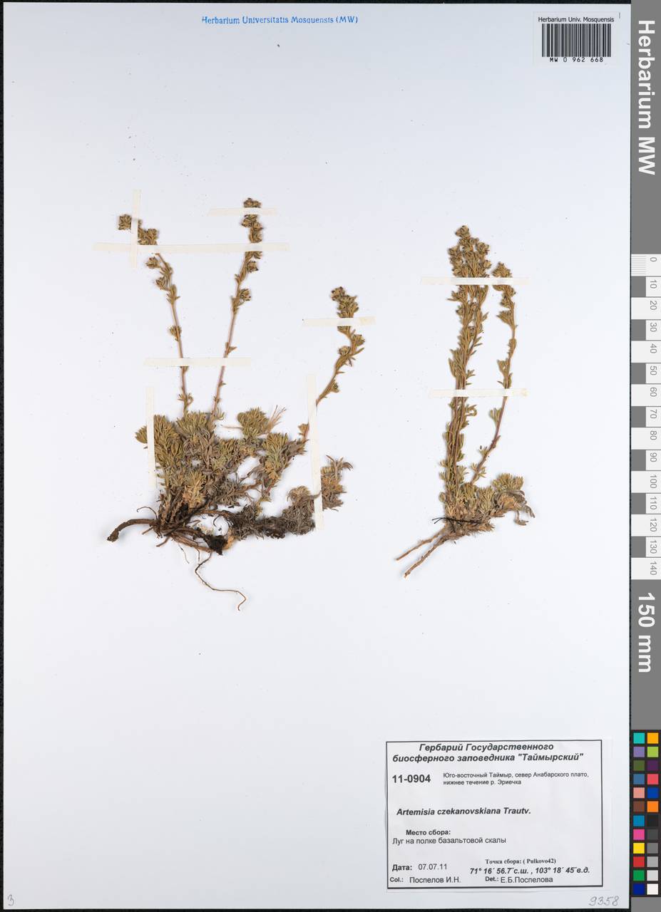Artemisia czekanowskiana Trautv., Siberia, Central Siberia (S3) (Russia)
