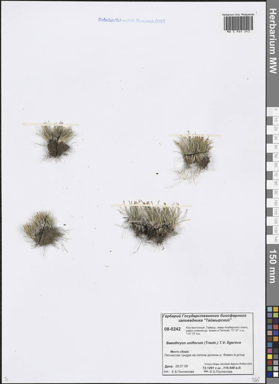 Trichophorum uniflorum (Trautv.) Karav., Siberia, Central Siberia (S3) (Russia)