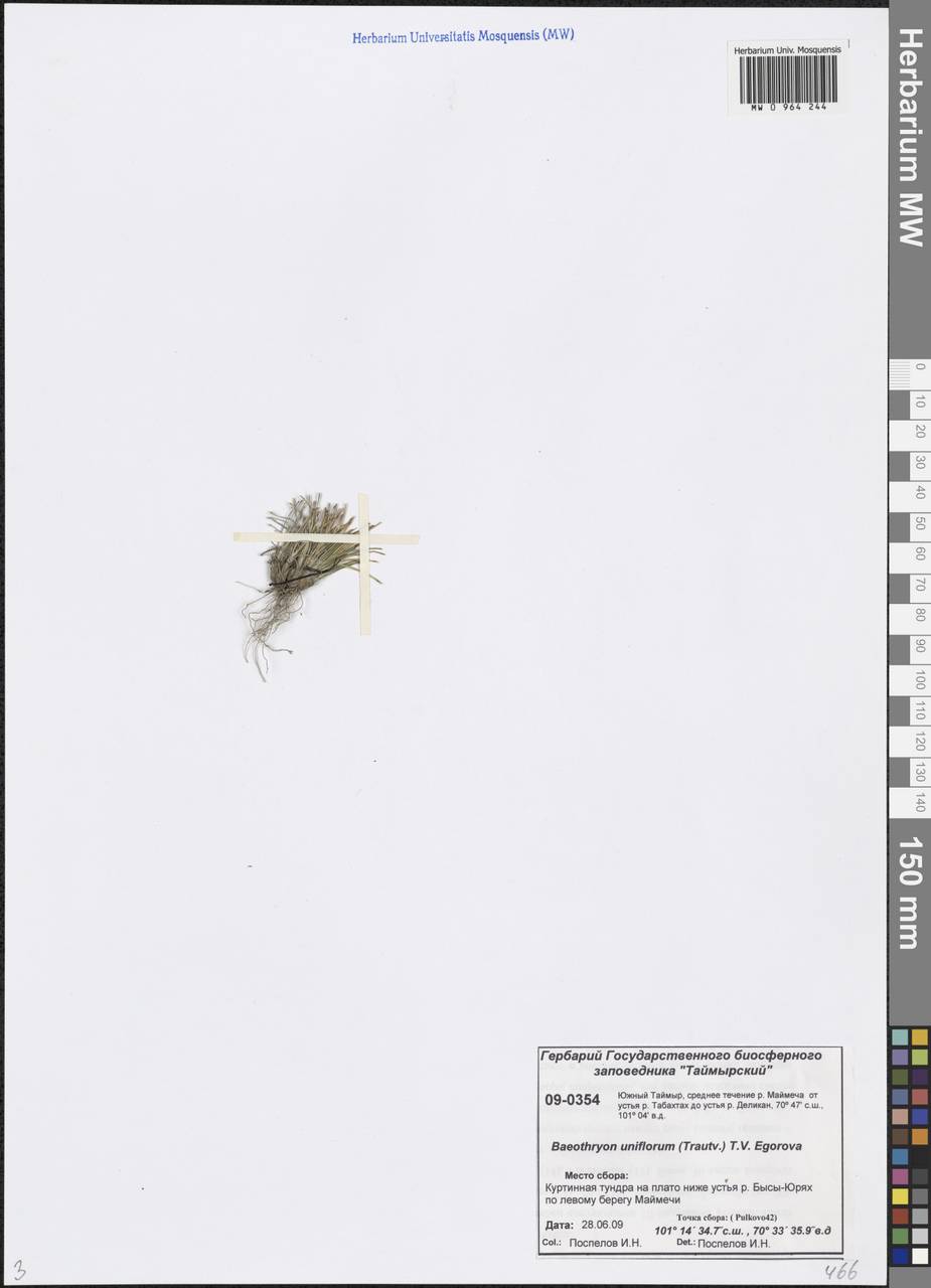 Trichophorum uniflorum (Trautv.) Karav., Siberia, Central Siberia (S3) (Russia)