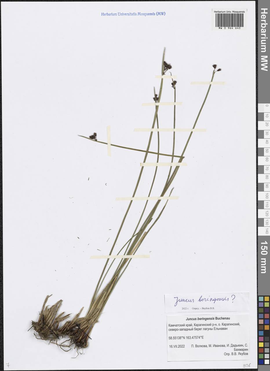 Juncus beringensis Buchenau, Siberia, Chukotka & Kamchatka (S7) (Russia)