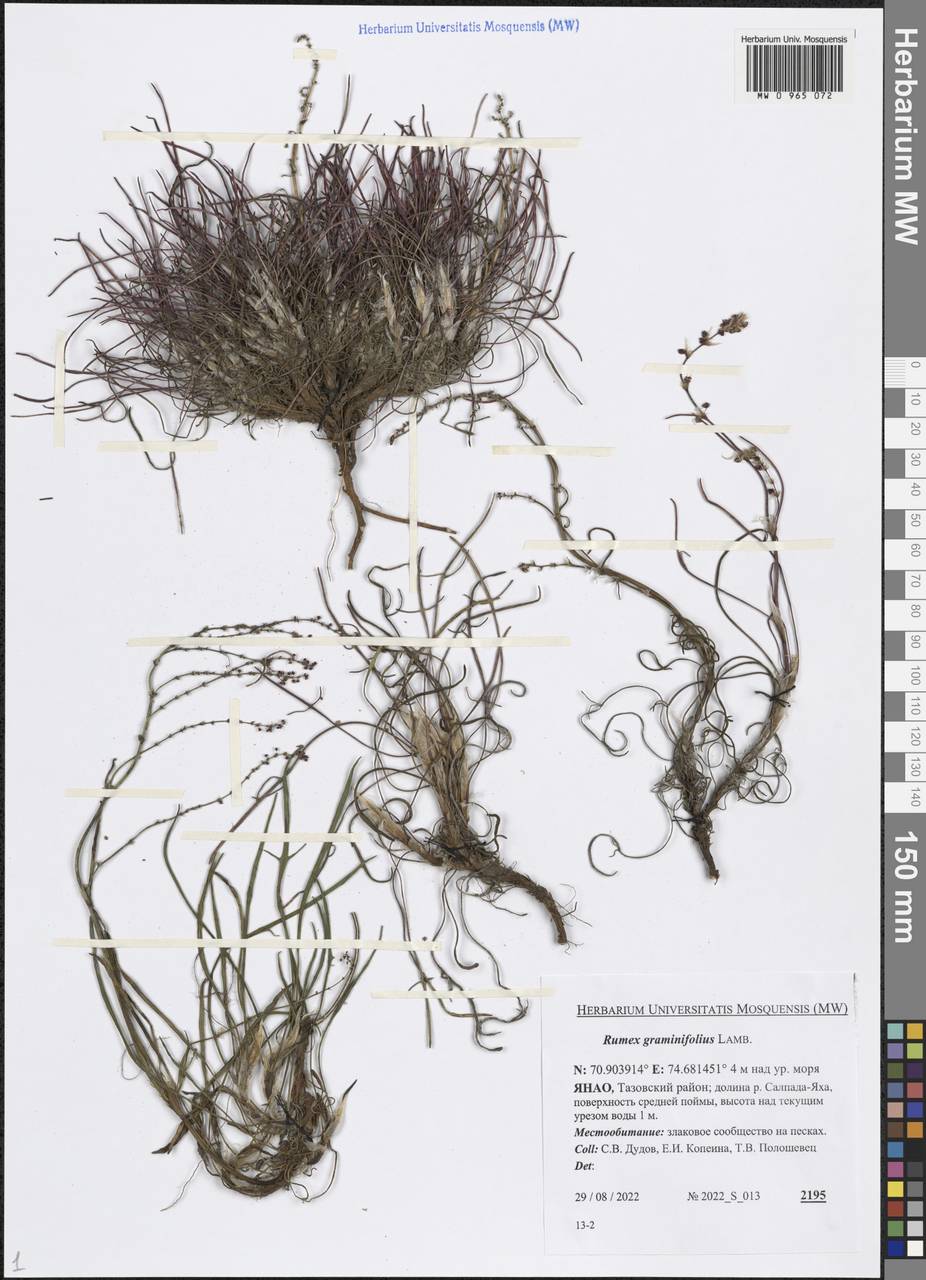 Rumex graminifolius Georgi ex Lamb., Siberia, Western Siberia (S1) (Russia)