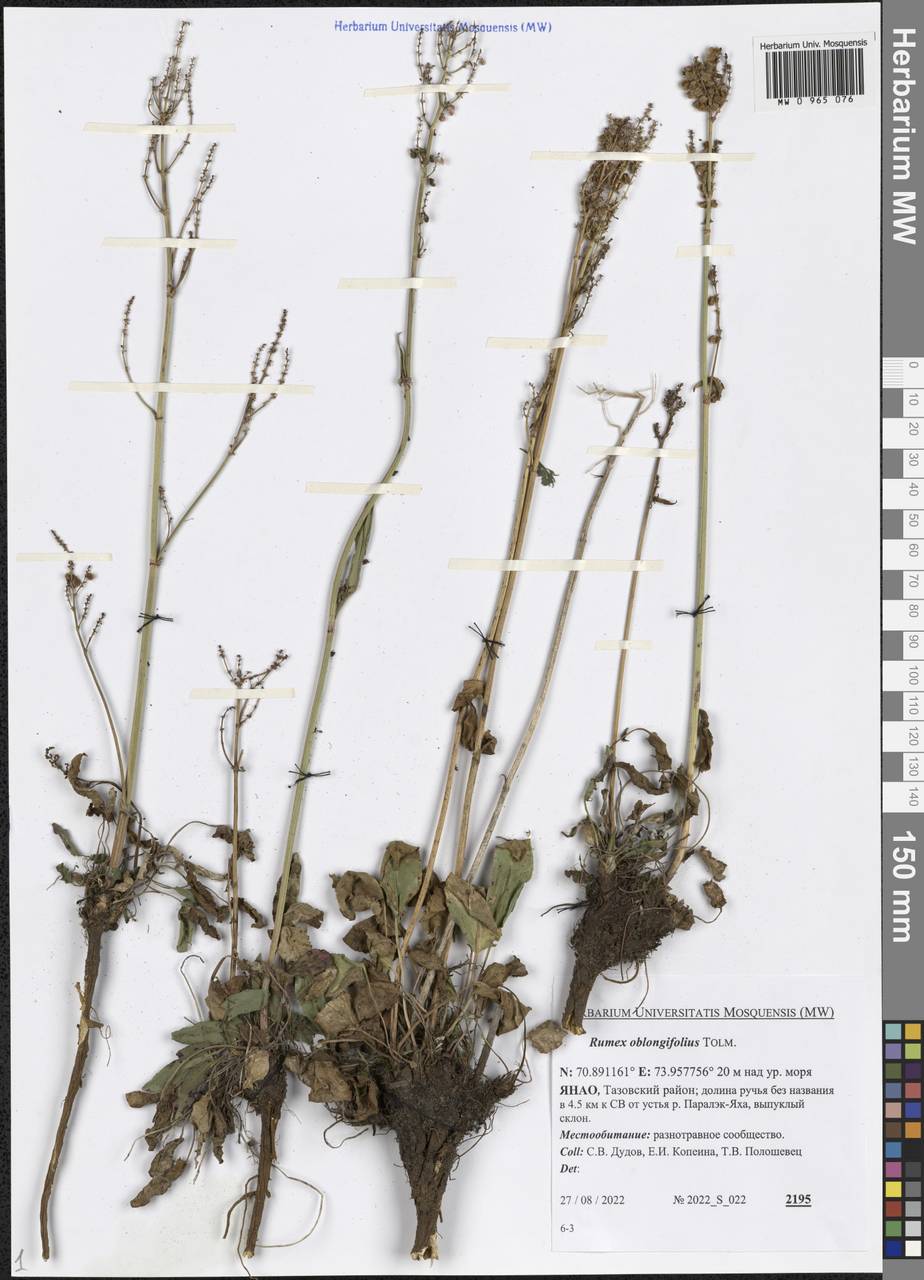 Rumex oblongifolius Tolm., Siberia, Western Siberia (S1) (Russia)