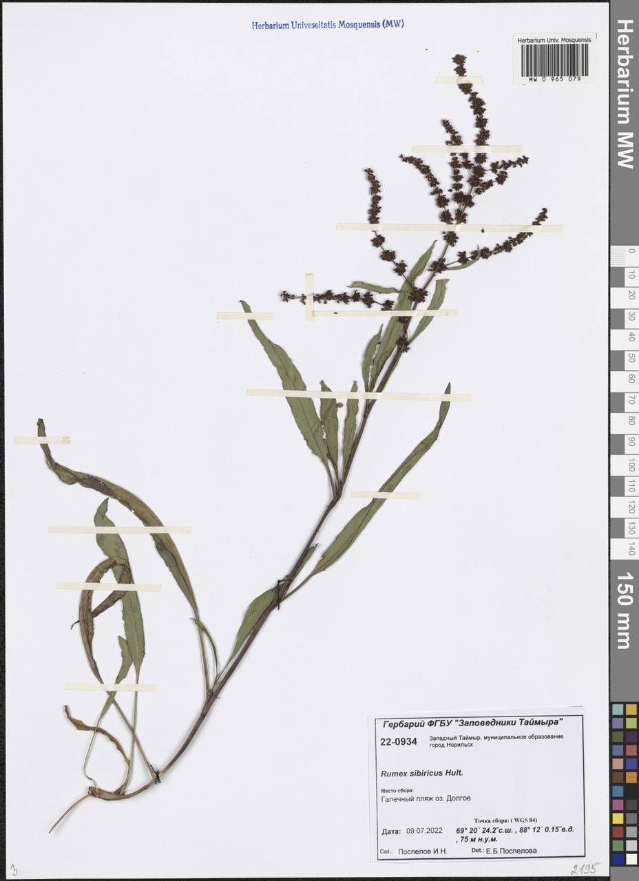 Rumex sibiricus Hultén, Siberia, Central Siberia (S3) (Russia)