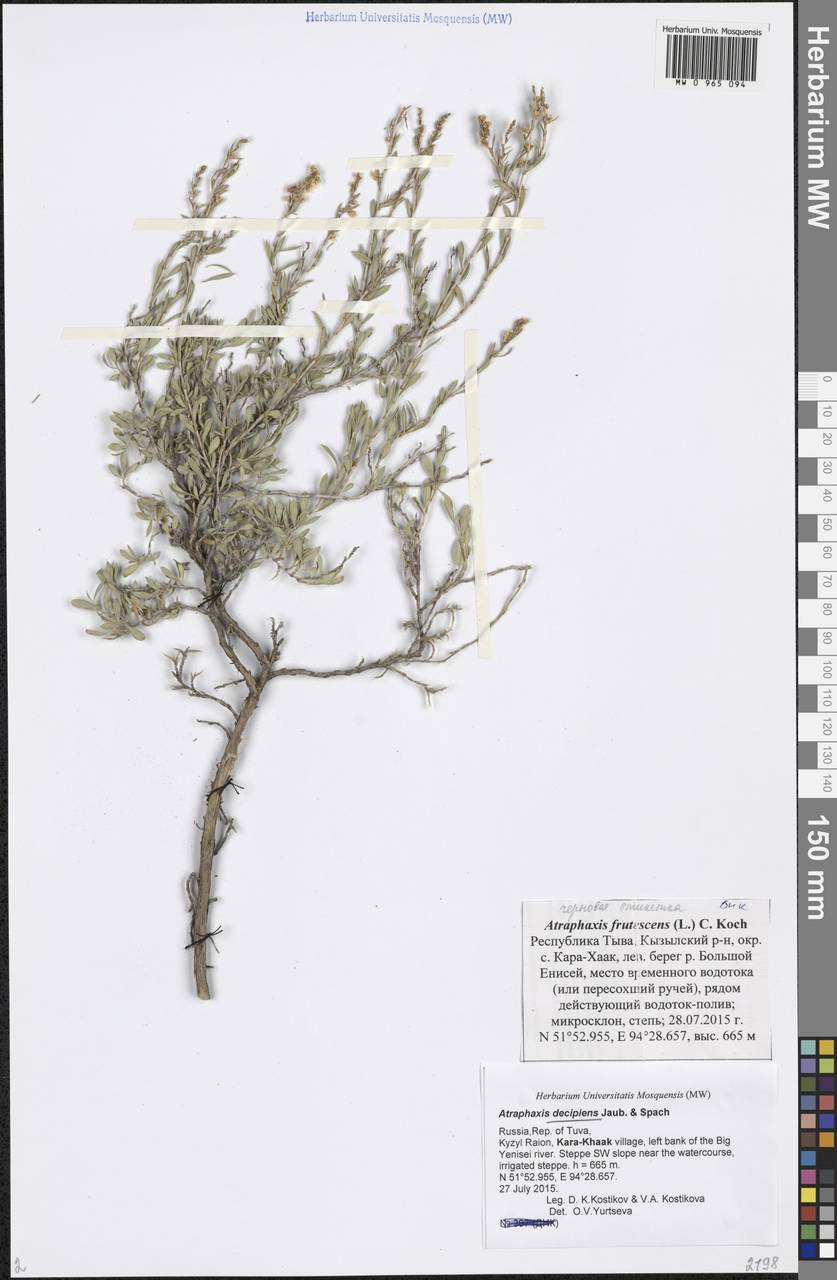 Atraphaxis decipiens Jaub. & Spach, Siberia, Altai & Sayany Mountains (S2) (Russia)