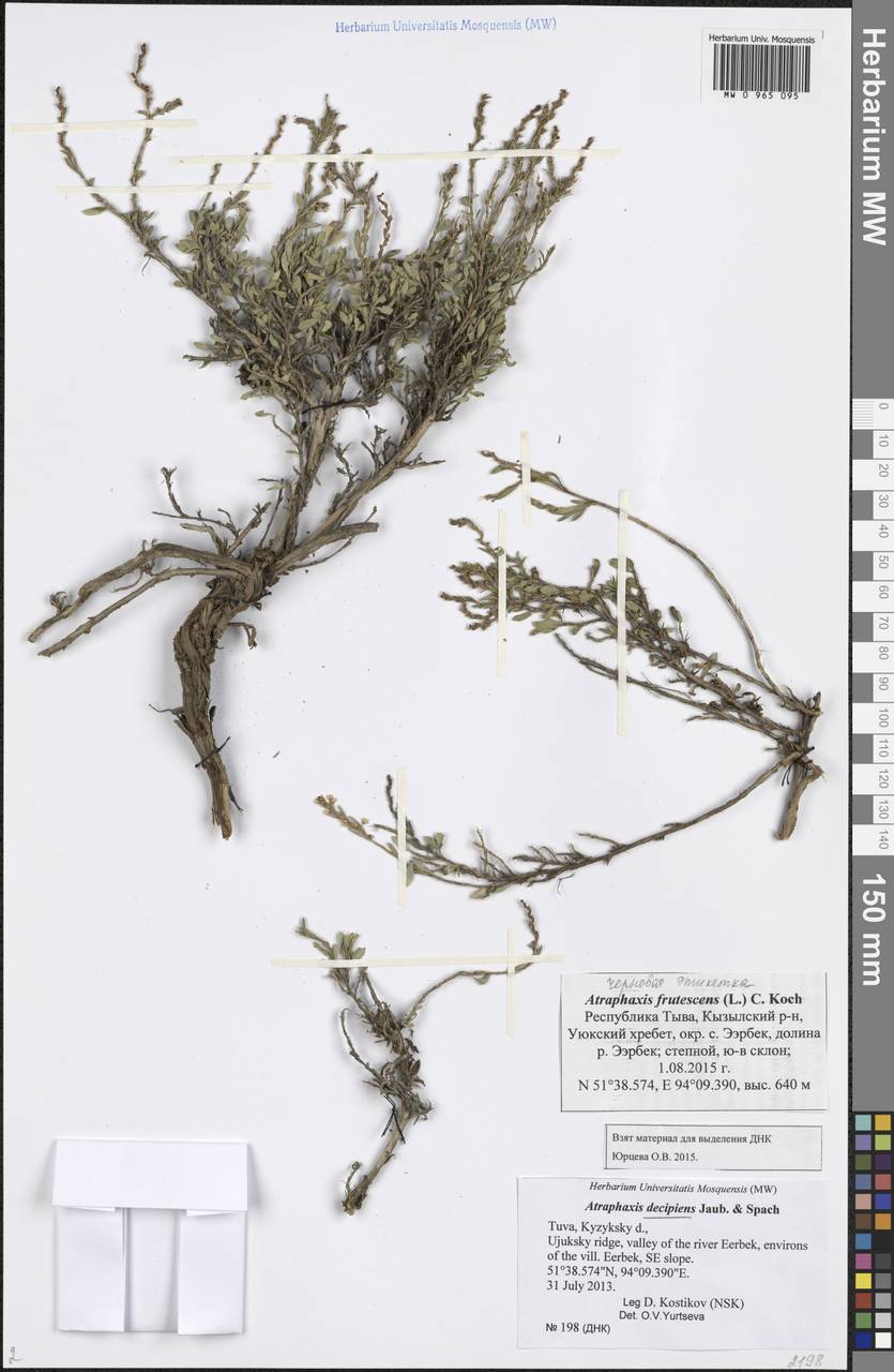 Atraphaxis decipiens Jaub. & Spach, Siberia, Altai & Sayany Mountains (S2) (Russia)