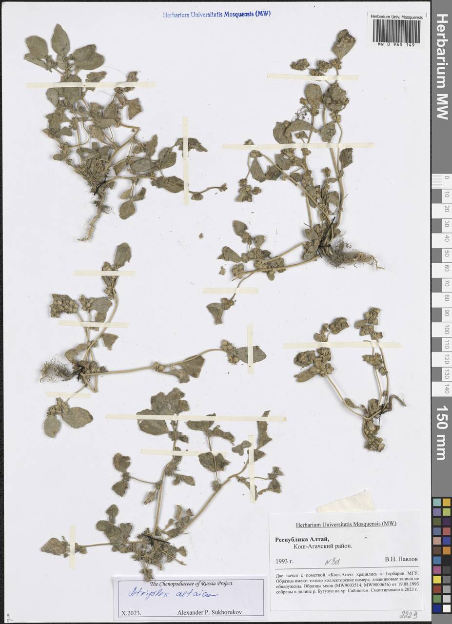 Atriplex altaica Sukhor., Siberia, Altai & Sayany Mountains (S2) (Russia)