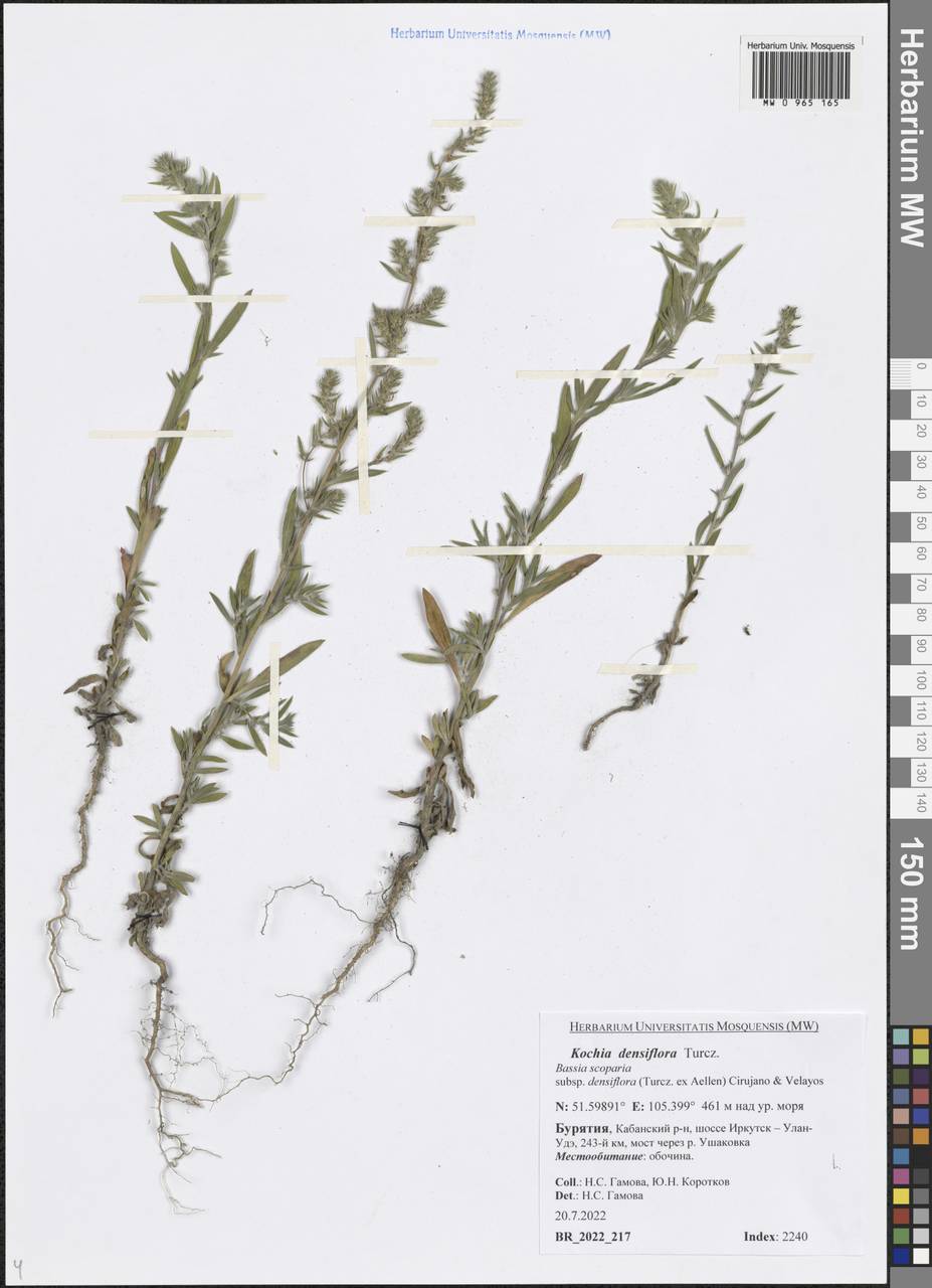 Bassia scoparia var. subvillosa (Moq.) Buttler, Siberia, Baikal & Transbaikal region (S4) (Russia)