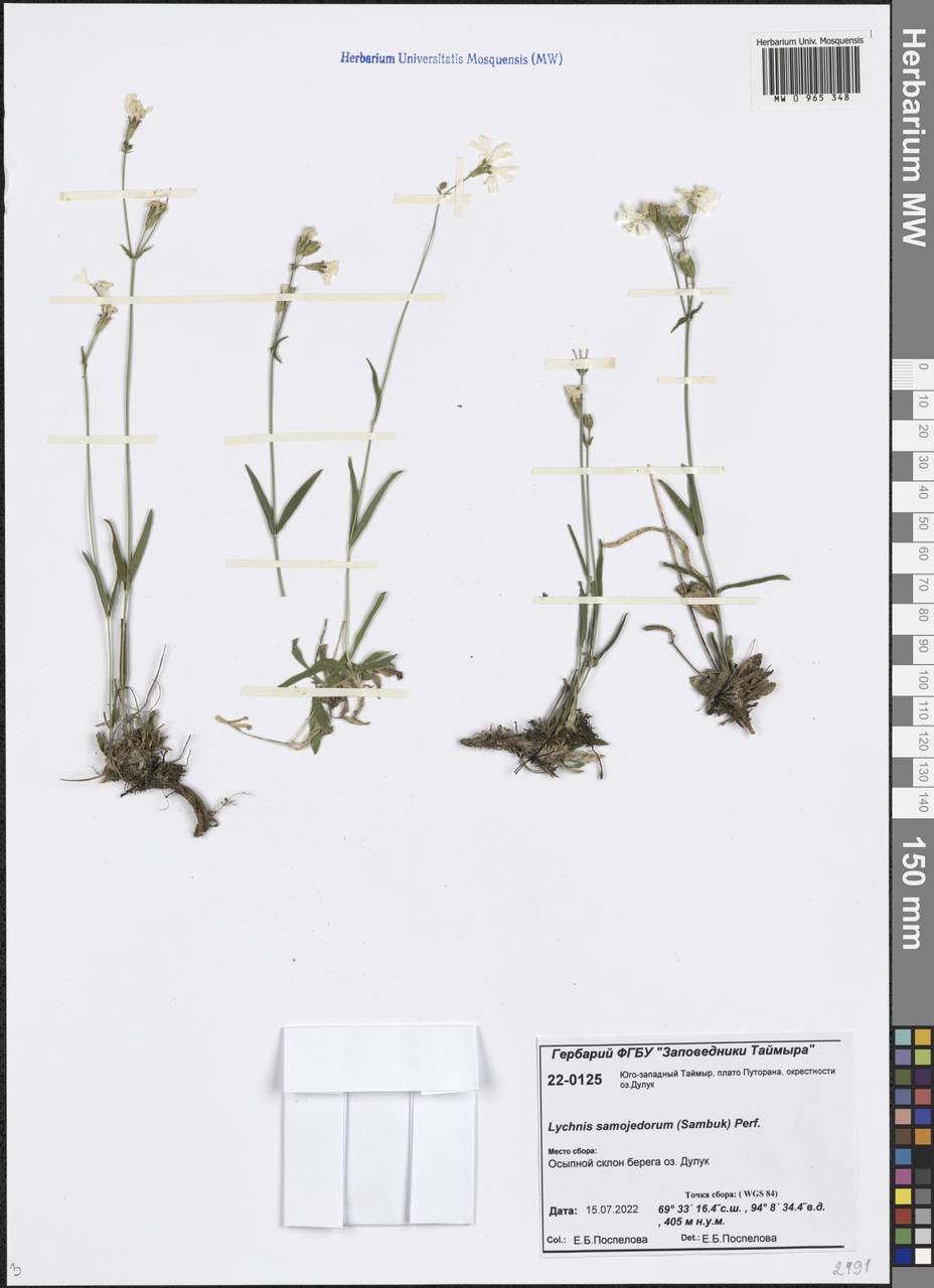 Silene samojedorum (Sambuk) Oxelman, Siberia, Central Siberia (S3) (Russia)