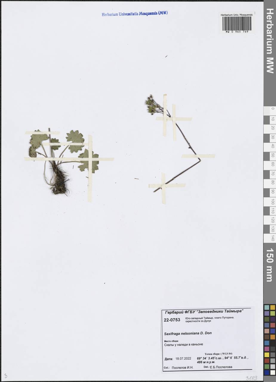 Micranthes nelsoniana subsp. nelsoniana, Siberia, Central Siberia (S3) (Russia)