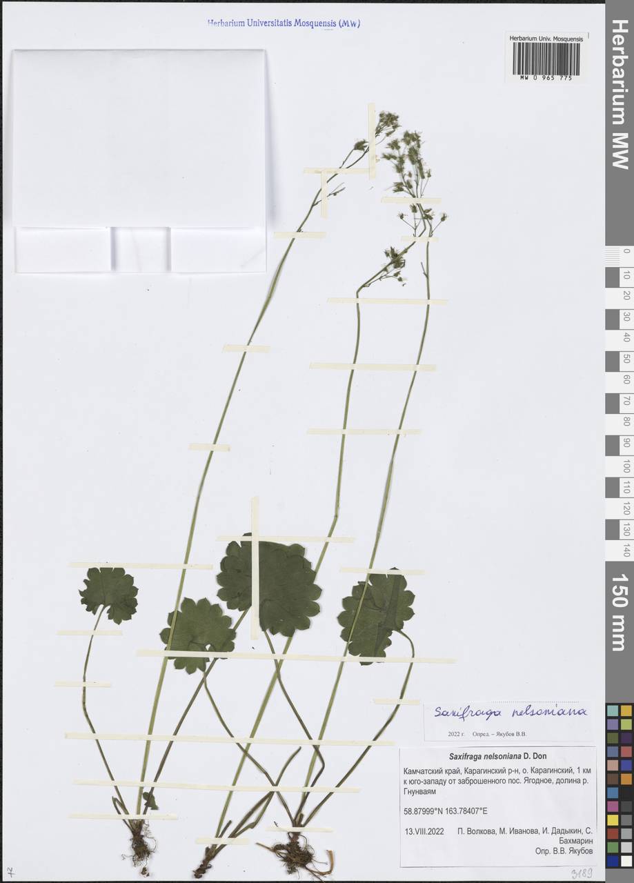 Micranthes nelsoniana subsp. nelsoniana, Siberia, Chukotka & Kamchatka (S7) (Russia)