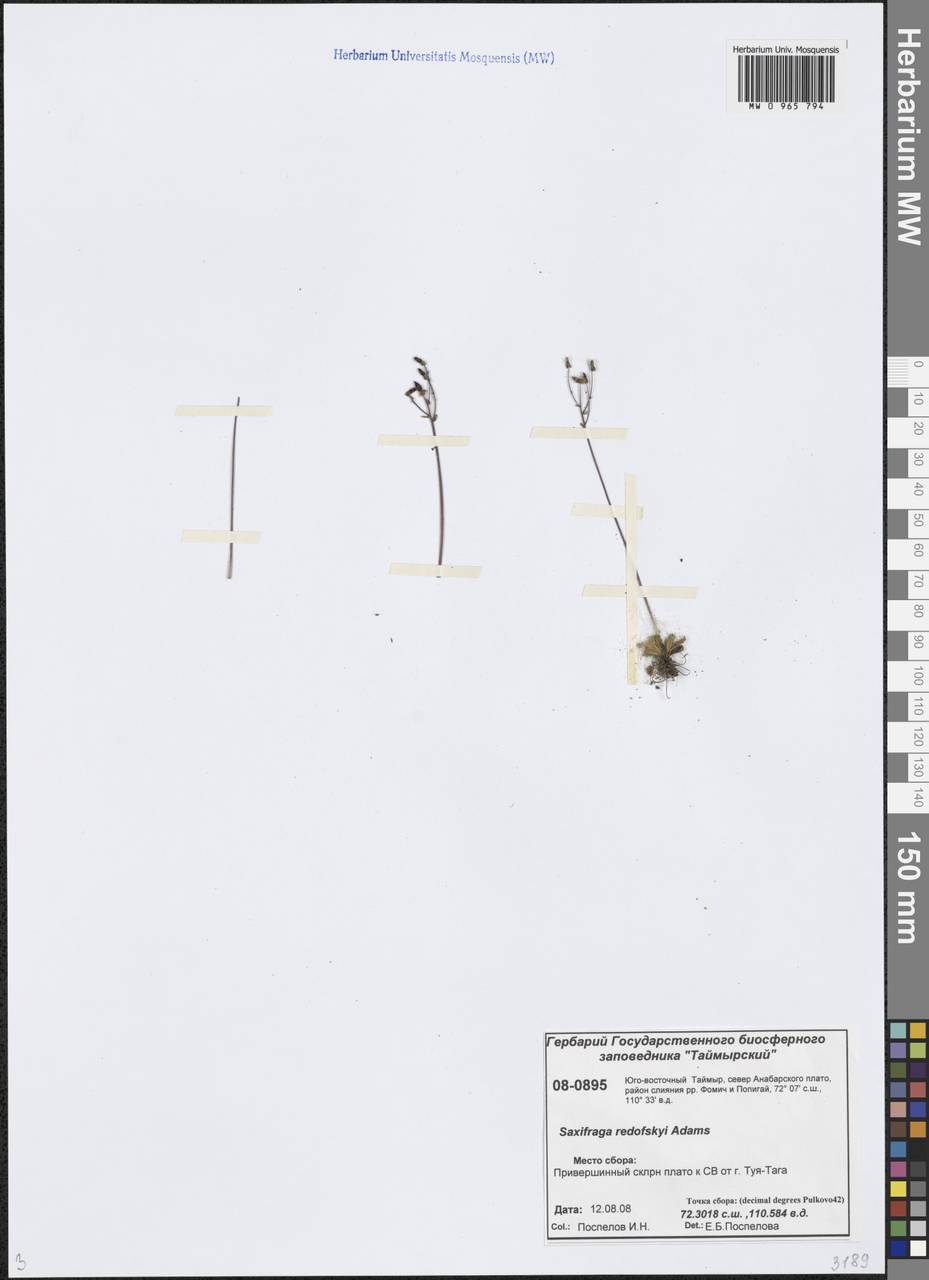 Micranthes redofskyi (Adams) Elven & D.F.Murray, Siberia, Central Siberia (S3) (Russia)