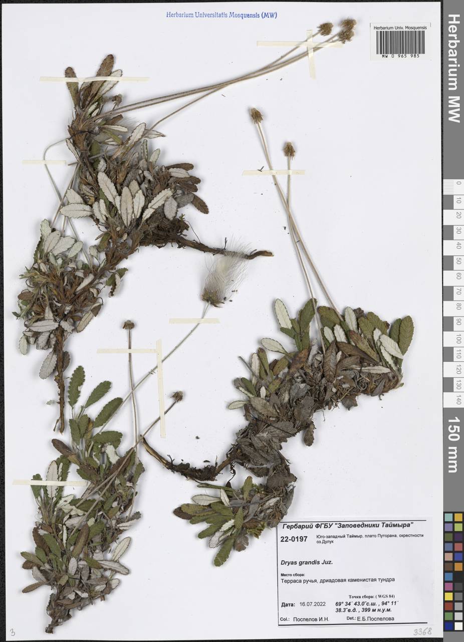 Dryas grandis Juz., Siberia, Central Siberia (S3) (Russia)