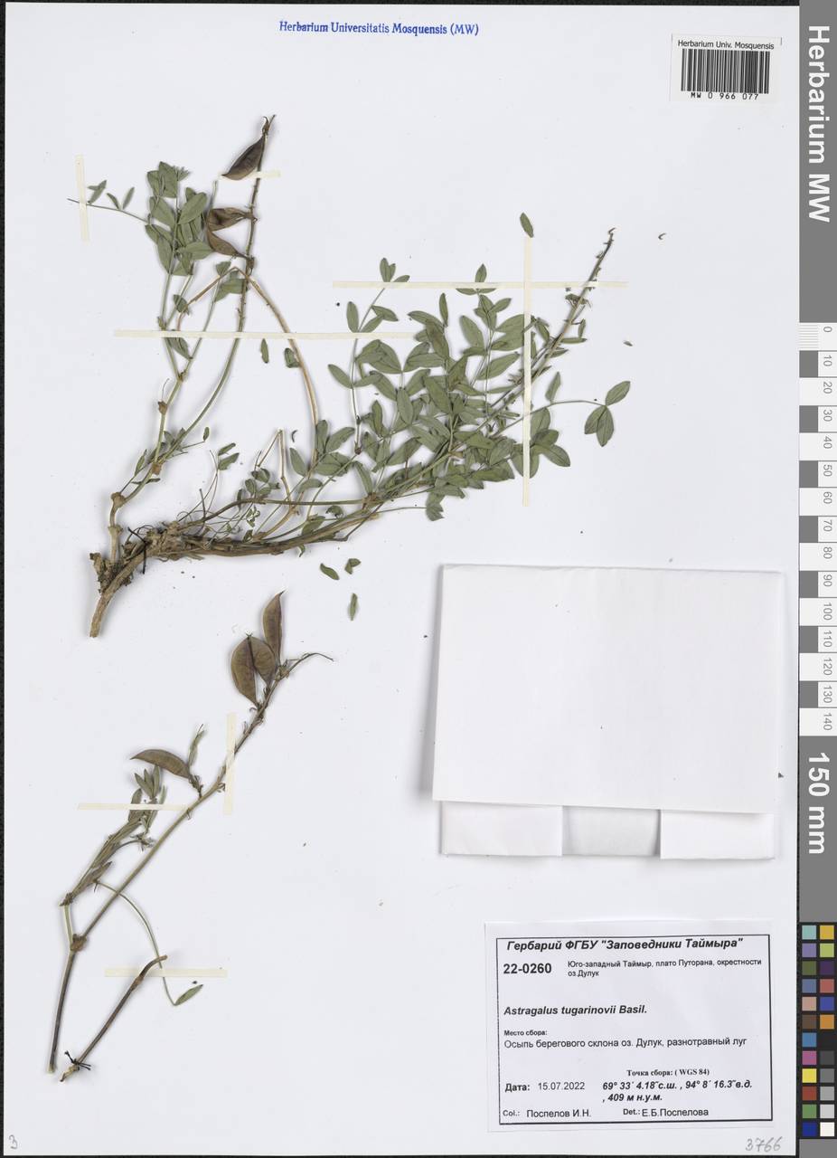 Astragalus tugarinovii Basil., Siberia, Central Siberia (S3) (Russia)