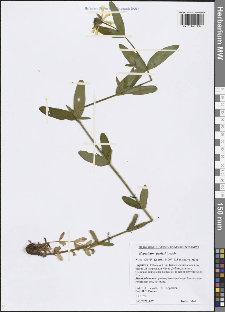Hypericum ascyron subsp. gebleri (Ledeb.) N.Robson, Siberia, Baikal & Transbaikal region (S4) (Russia)