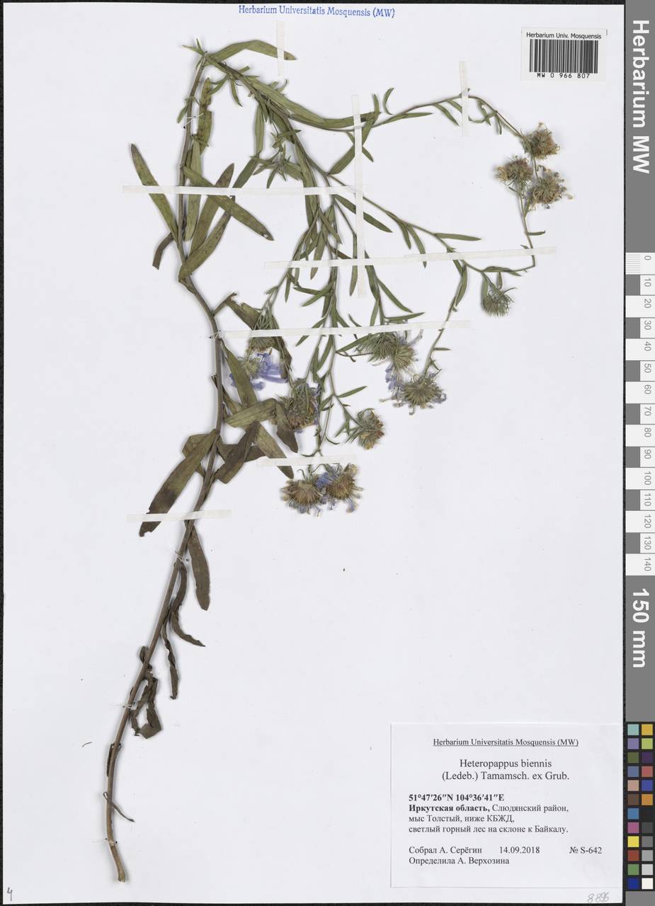 Heteropappus biennis (Ledeb.) Tamamsch. ex Grubov, Siberia, Baikal & Transbaikal region (S4) (Russia)