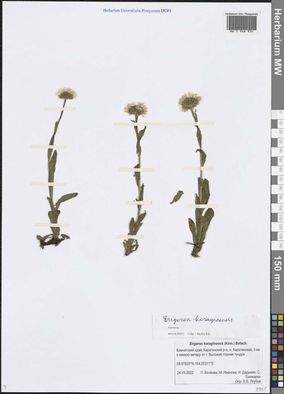 Erigeron alpicola (Makino) Makino, Siberia, Chukotka & Kamchatka (S7) (Russia)