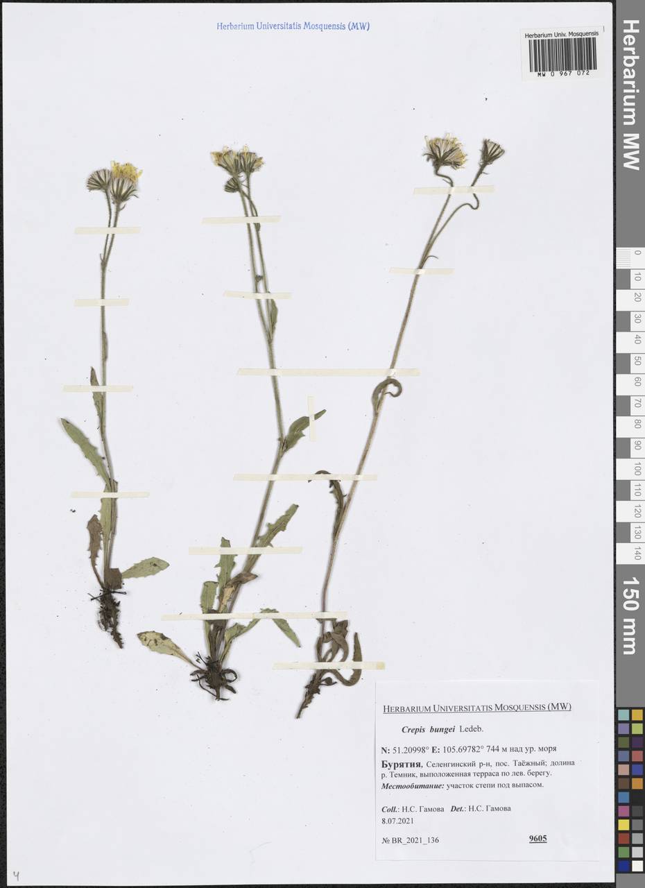 Crepis bungei Ledeb. ex DC., Siberia, Baikal & Transbaikal region (S4) (Russia)