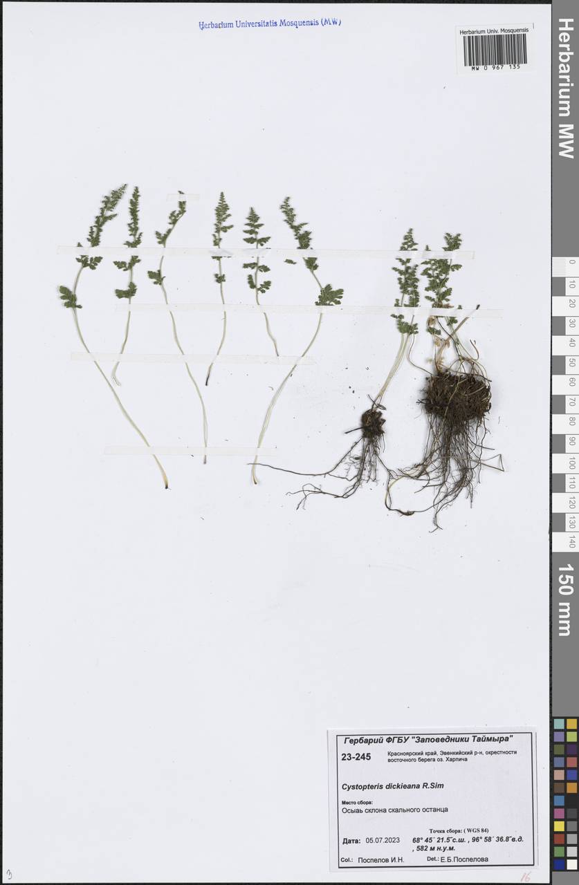 Cystopteris dickieana R. Sim, Siberia, Central Siberia (S3) (Russia)
