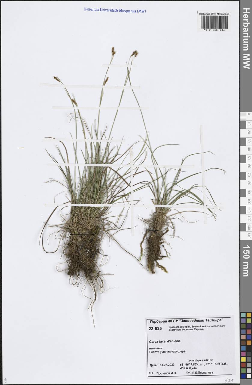 Carex laxa Wahlenb., Siberia, Central Siberia (S3) (Russia)