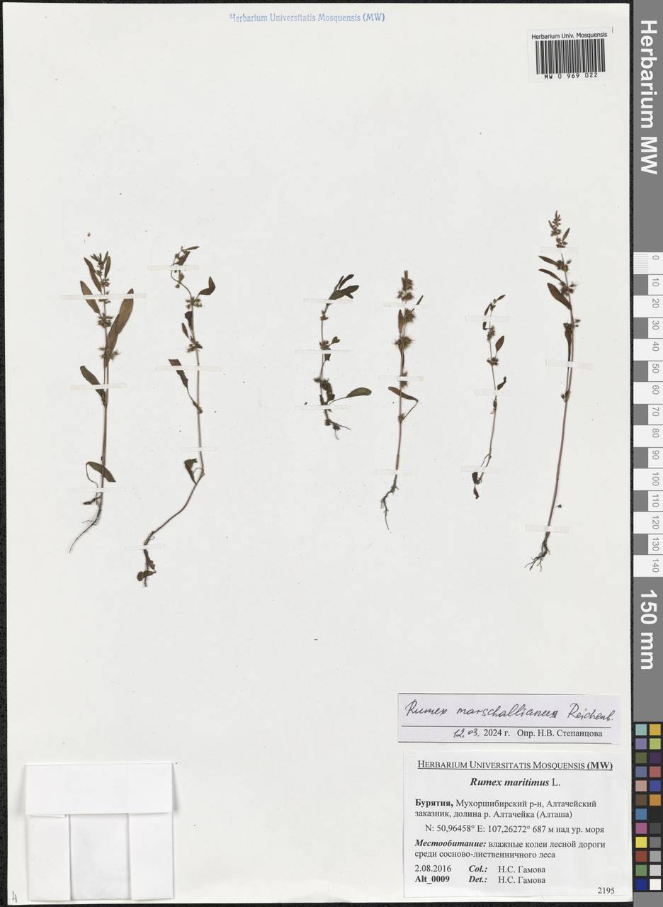 Rumex marschallianus Rchb., Siberia, Baikal & Transbaikal region (S4) (Russia)
