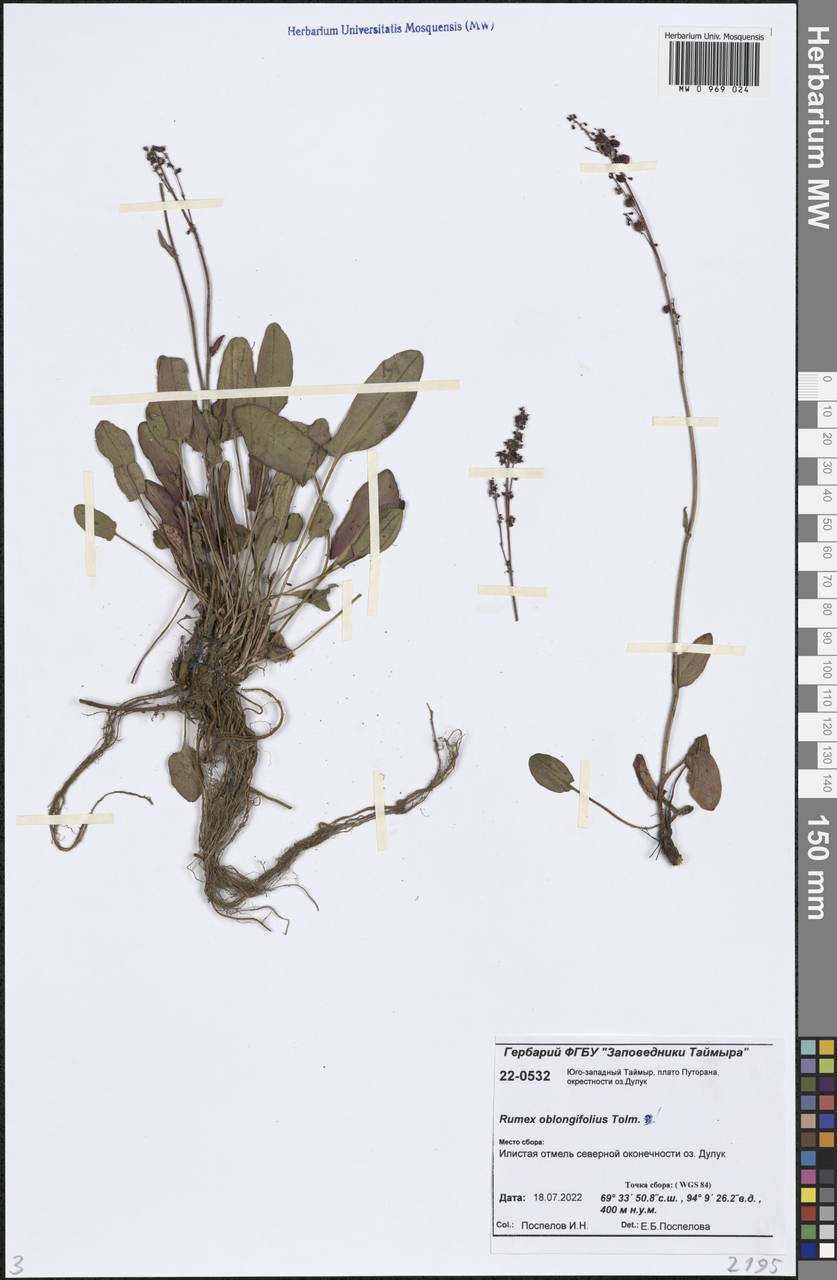 Rumex oblongifolius Tolm., Siberia, Central Siberia (S3) (Russia)