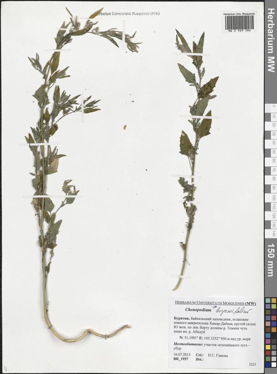 Chenopodium bryoniifolium Bunge, Siberia, Baikal & Transbaikal region (S4) (Russia)