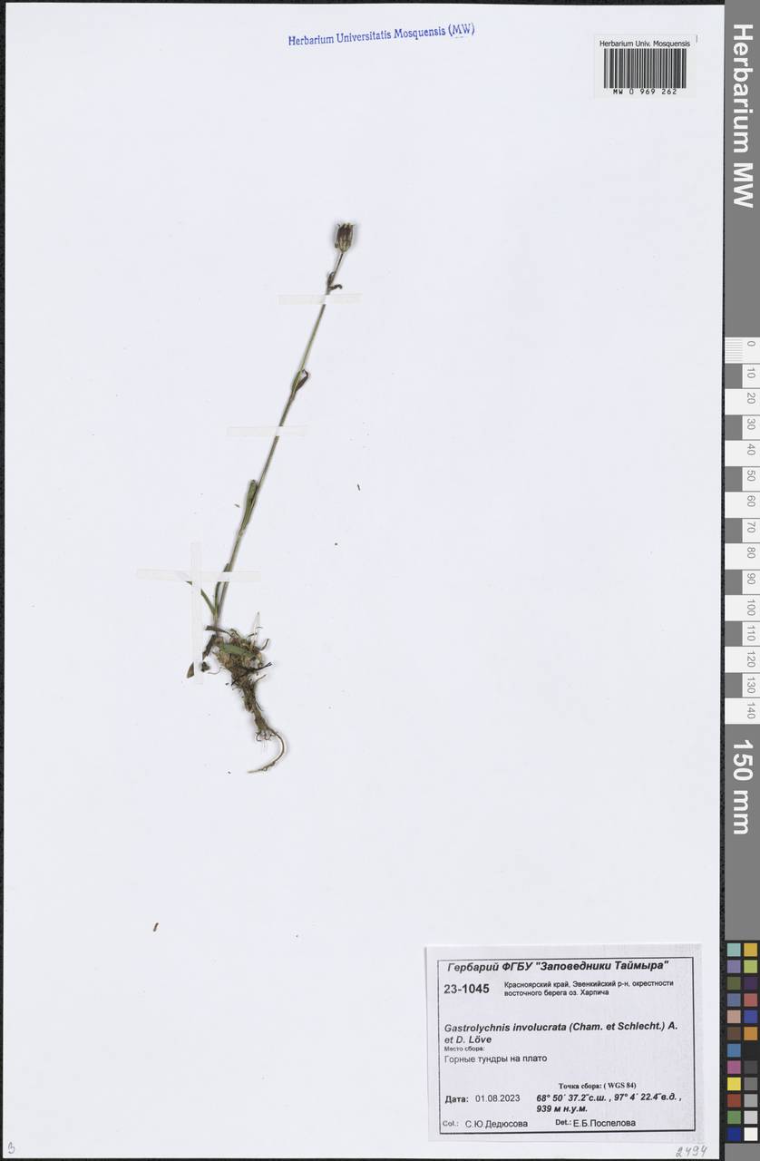 Silene involucrata subsp. involucrata, Siberia, Central Siberia (S3) (Russia)