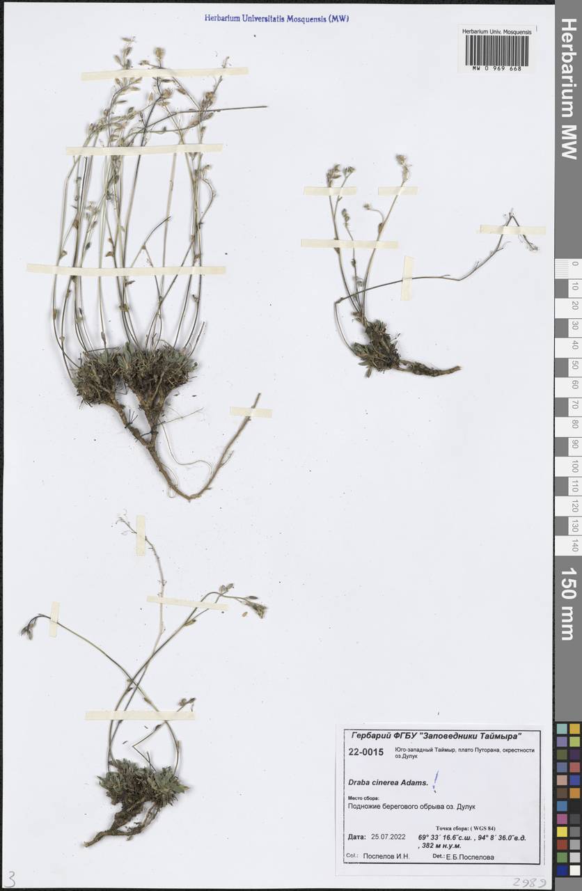 Draba cinerea Adams, Siberia, Central Siberia (S3) (Russia)