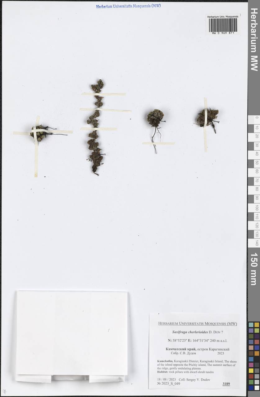 Saxifraga cherlerioides D. Don, Siberia, Chukotka & Kamchatka (S7) (Russia)
