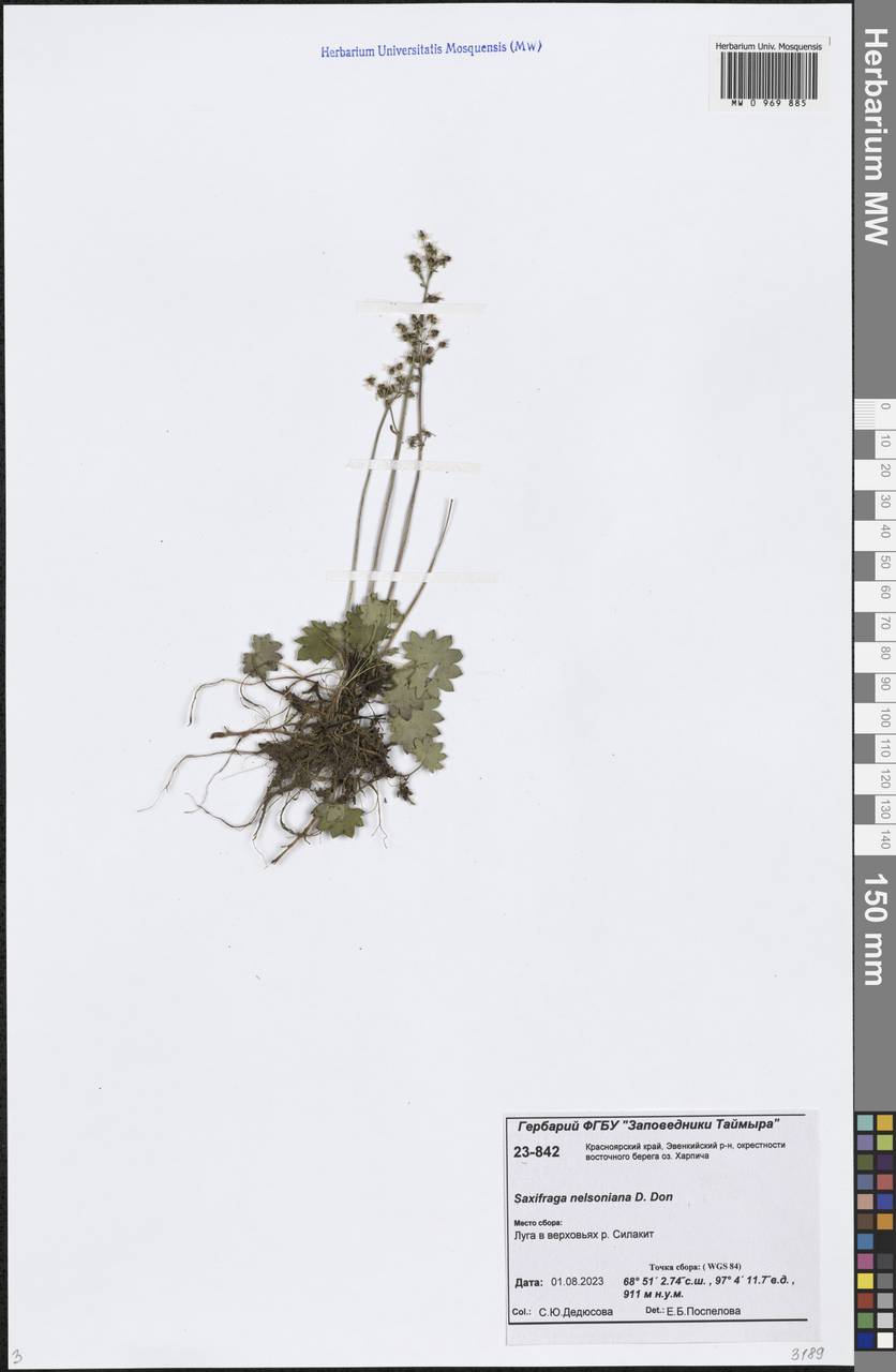 Micranthes nelsoniana subsp. nelsoniana, Siberia, Central Siberia (S3) (Russia)