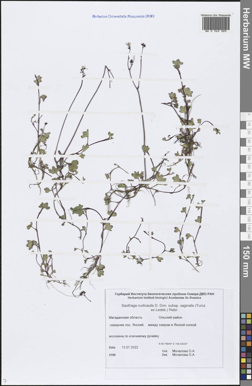 Micranthes nudicaulis (D.Don) Gornall & H.Ohba, Siberia, Chukotka & Kamchatka (S7) (Russia)