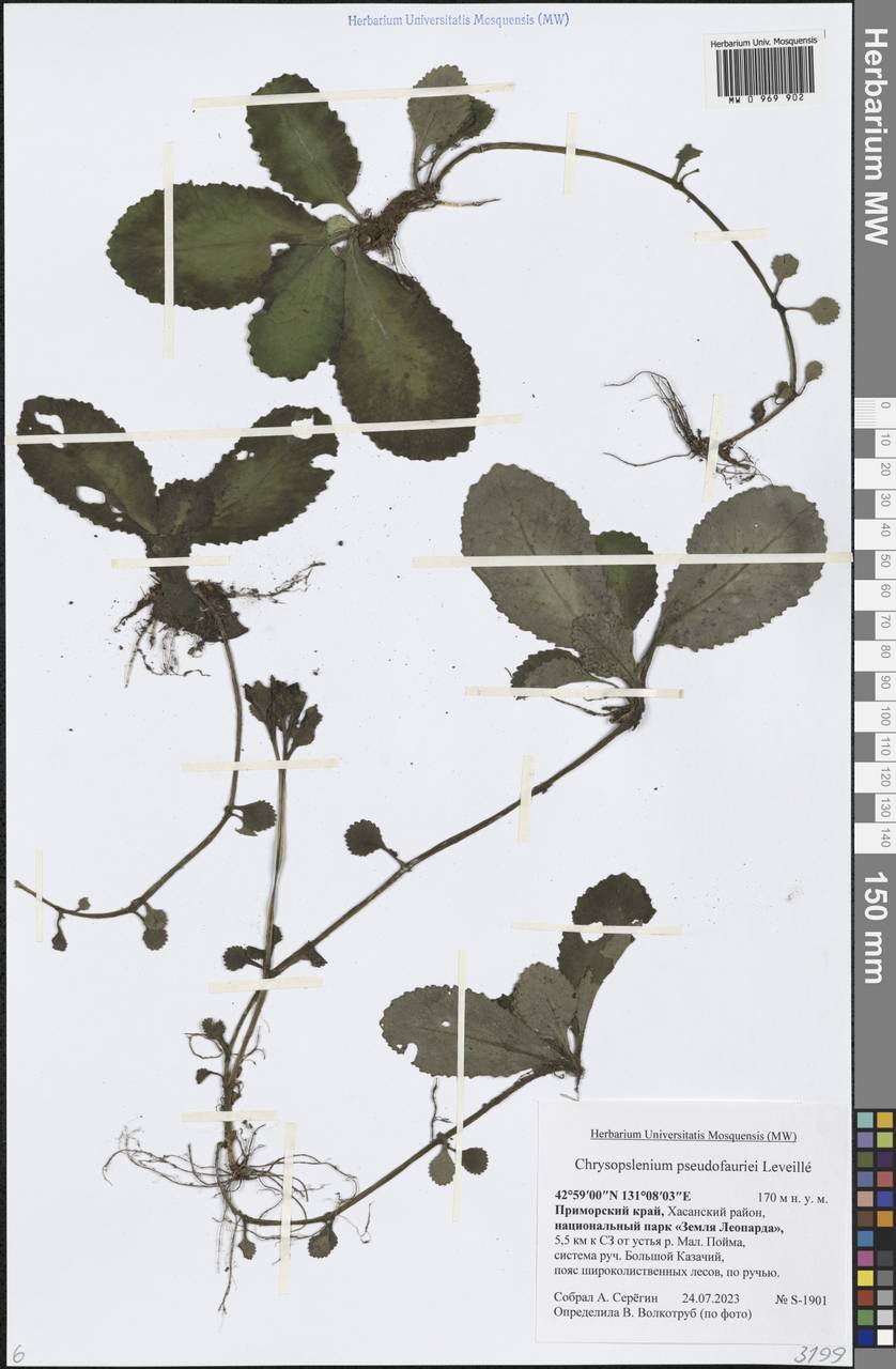 Chrysosplenium sinicum Maxim., Siberia, Russian Far East (S6) (Russia)
