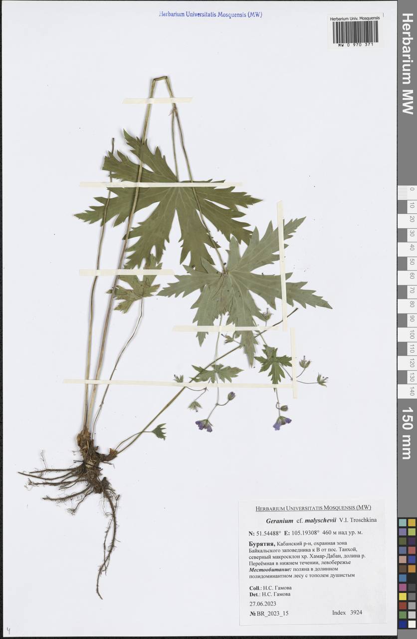 Geranium albiflorum Ledeb., Siberia, Baikal & Transbaikal region (S4) (Russia)
