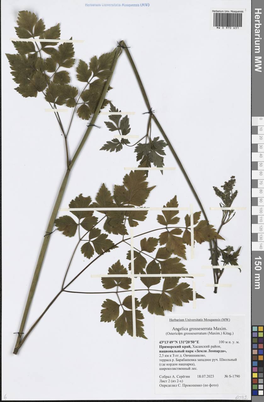 Ostericum grosseserratum (Maxim.) Kitag., Siberia, Russian Far East (S6) (Russia)