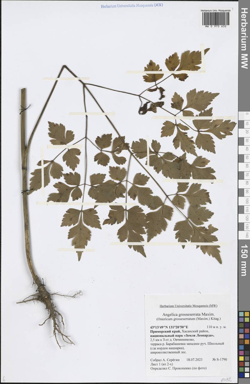 Ostericum grosseserratum (Maxim.) Kitag., Siberia, Russian Far East (S6) (Russia)