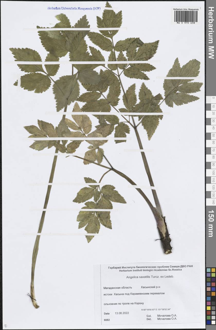Angelica saxatilis Turcz. ex Ledeb., Siberia, Chukotka & Kamchatka (S7) (Russia)