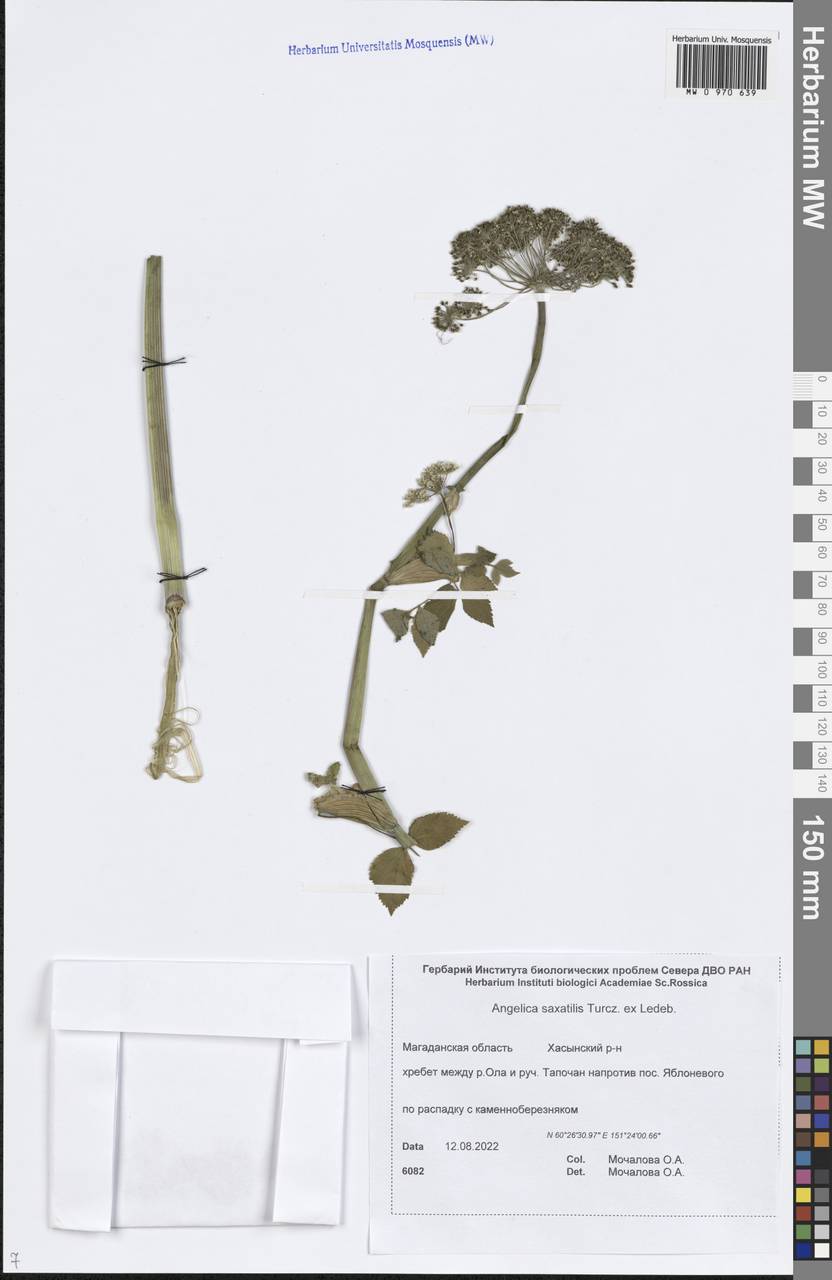 Angelica saxatilis Turcz. ex Ledeb., Siberia, Chukotka & Kamchatka (S7) (Russia)