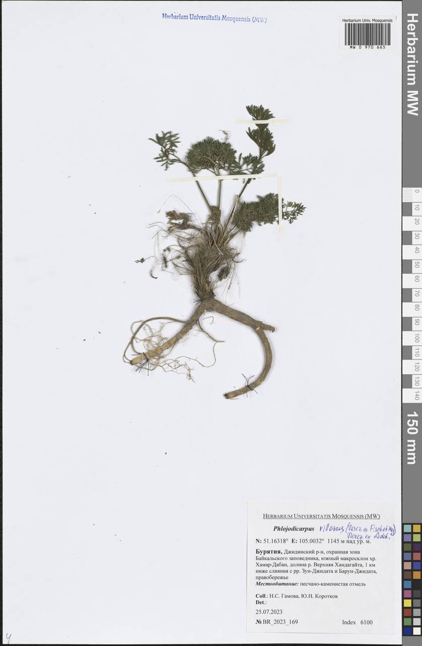 Phlojodicarpus villosus (Turcz. ex Fisch. & C. A. Mey.) Turcz. ex Ledeb., Siberia, Baikal & Transbaikal region (S4) (Russia)