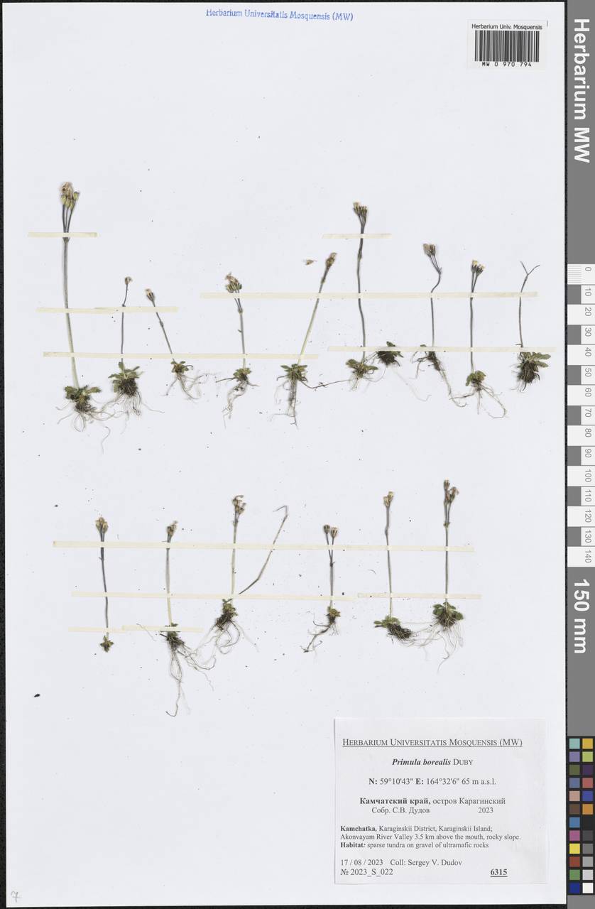 Primula borealis Duby, Siberia, Chukotka & Kamchatka (S7) (Russia)