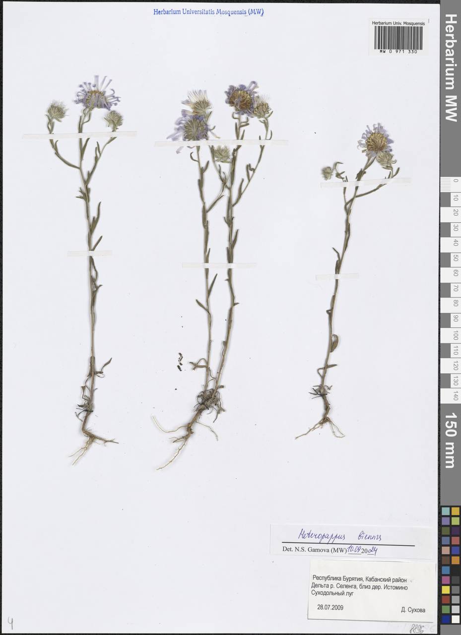 Heteropappus biennis (Ledeb.) Tamamsch. ex Grubov, Siberia, Baikal & Transbaikal region (S4) (Russia)