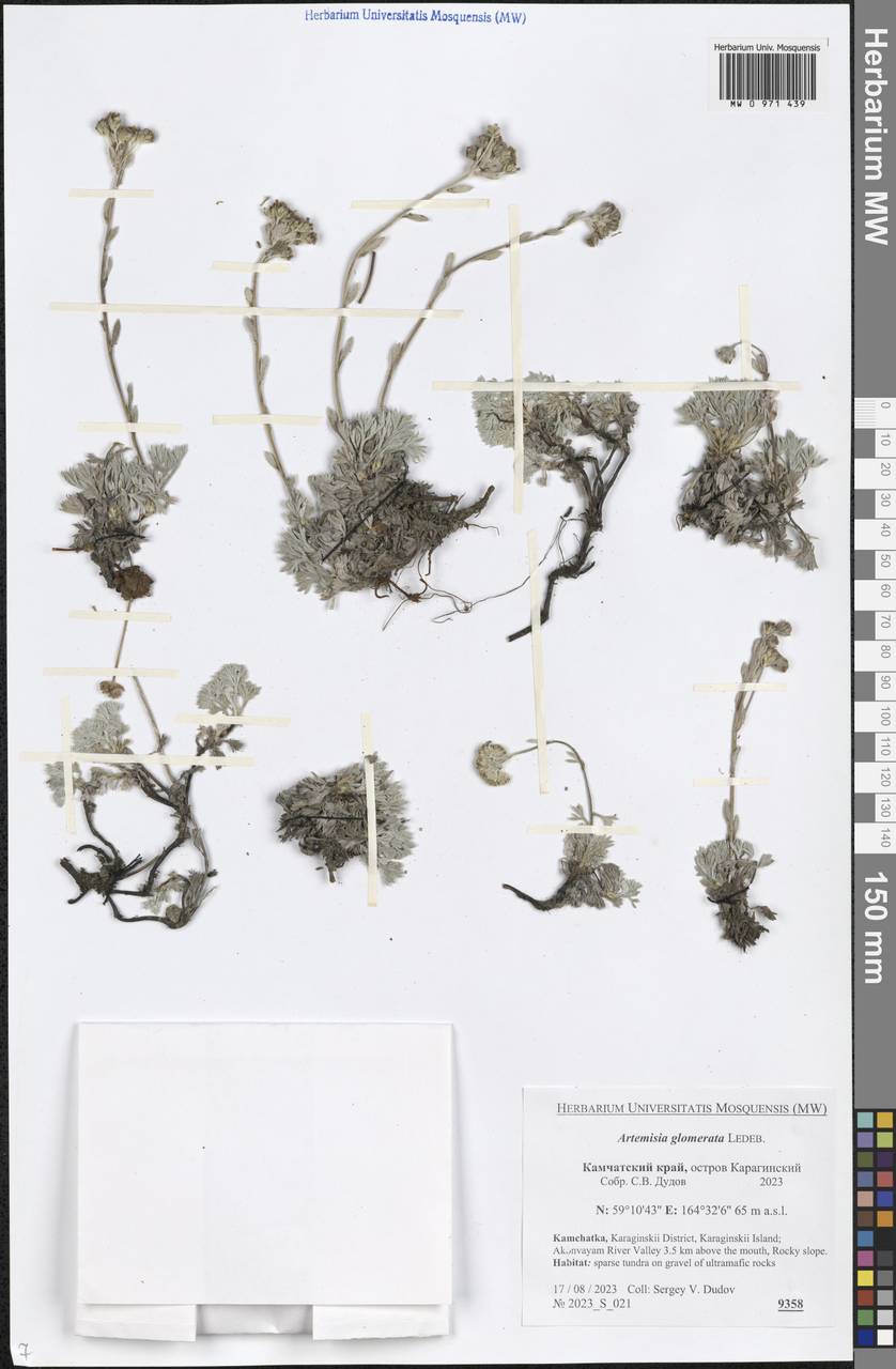 Artemisia glomerata Ledeb., Siberia, Chukotka & Kamchatka (S7) (Russia)