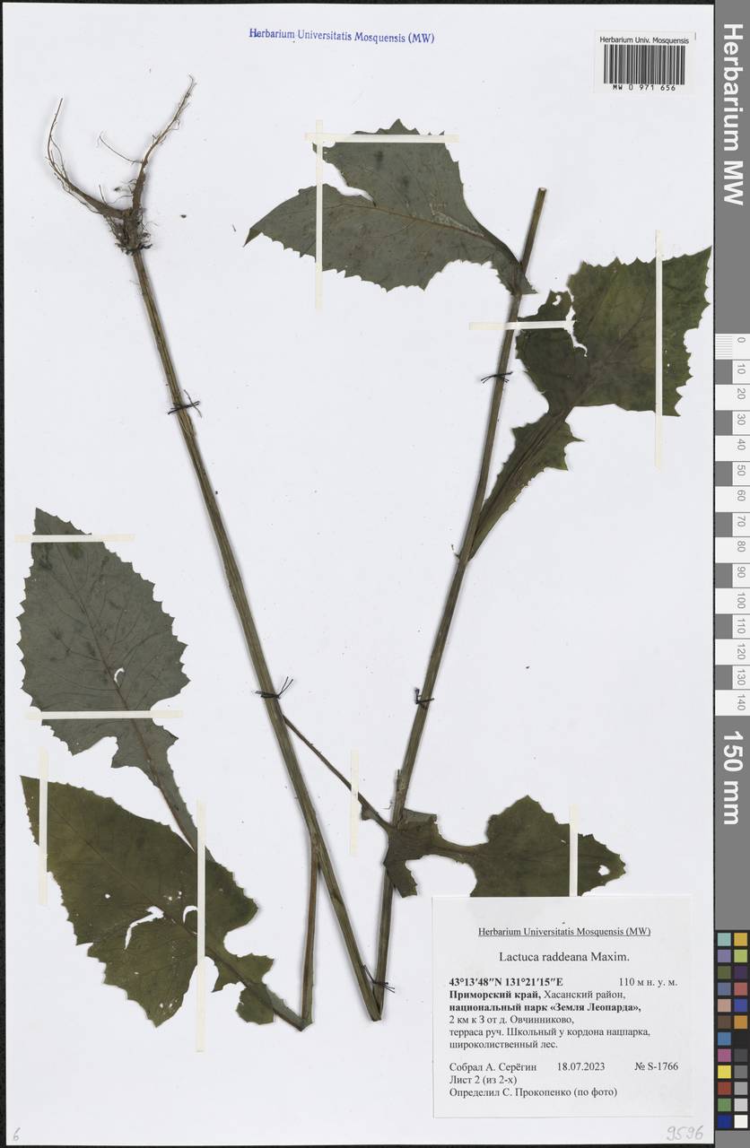 Lactuca raddeana Maxim., Siberia, Russian Far East (S6) (Russia)