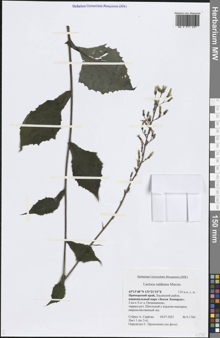 Lactuca raddeana Maxim., Siberia, Russian Far East (S6) (Russia)