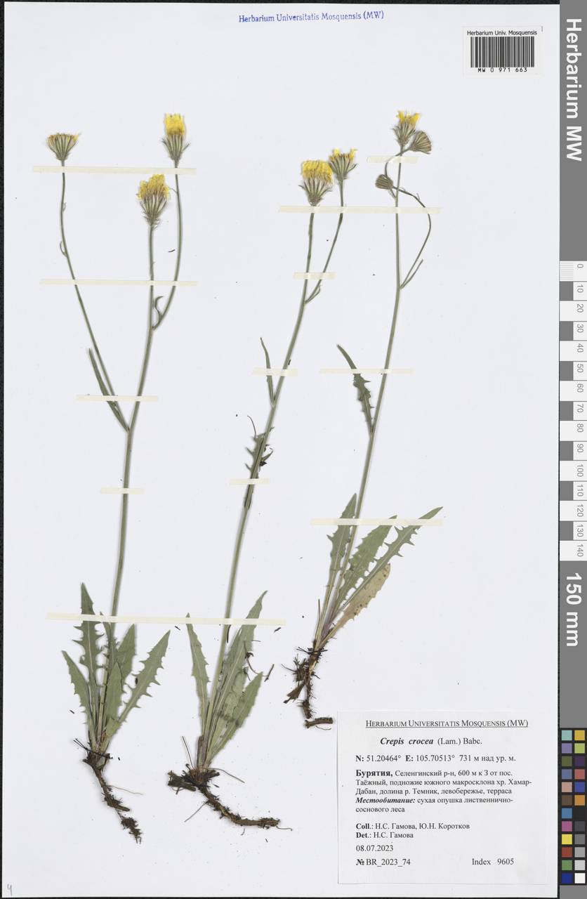 Crepis crocea (Lam.) Babc., Siberia, Baikal & Transbaikal region (S4) (Russia)