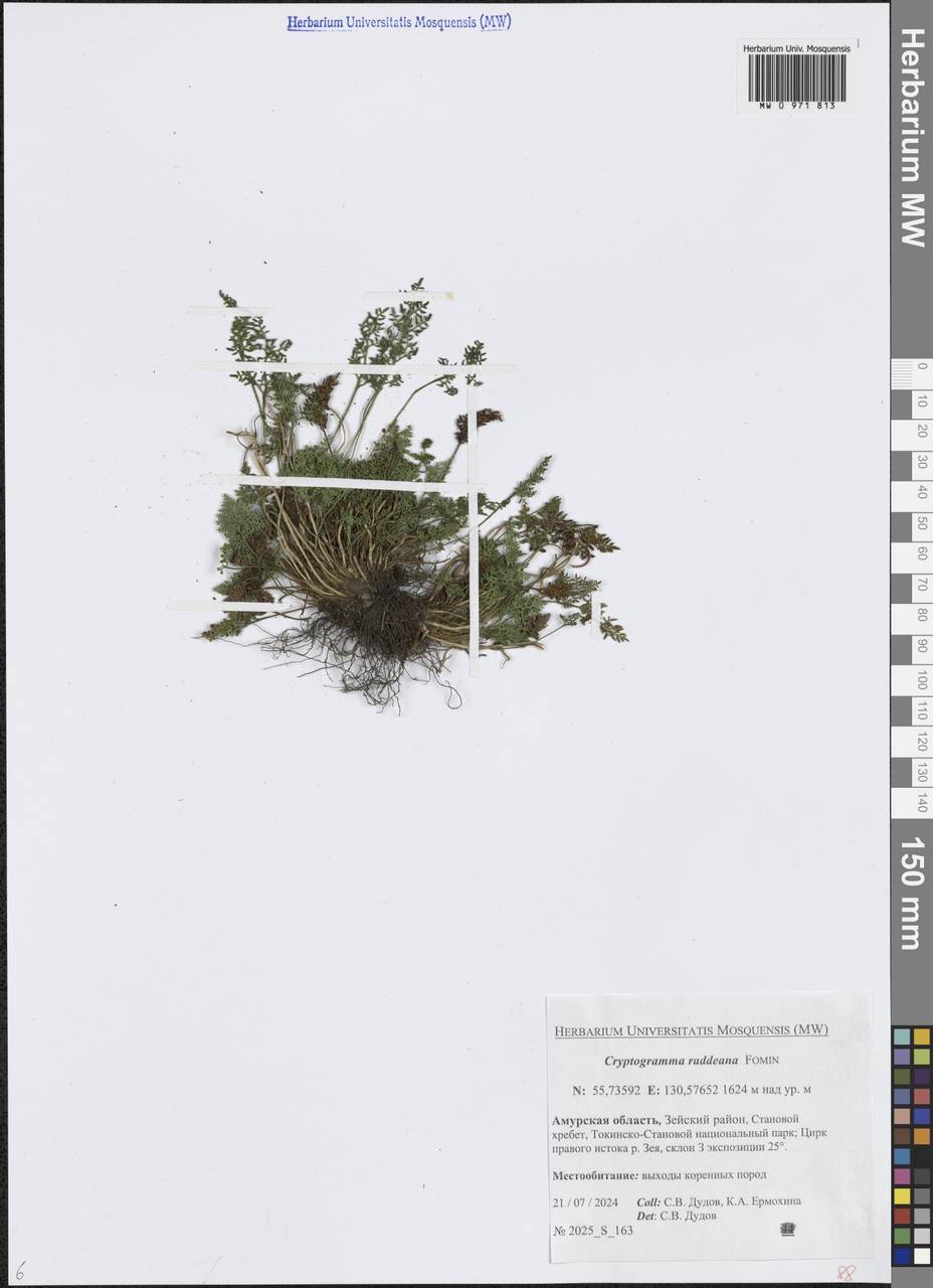 Cryptogramma brunoniana subsp. raddeana (Fomin) Fraser-Jenk., Siberia, Russian Far East (S6) (Russia)