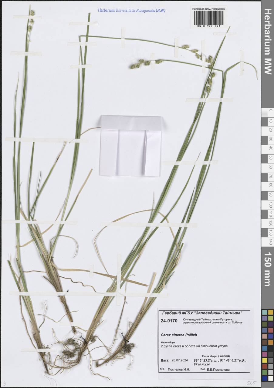Carex canescens subsp. canescens, Siberia, Central Siberia (S3) (Russia)