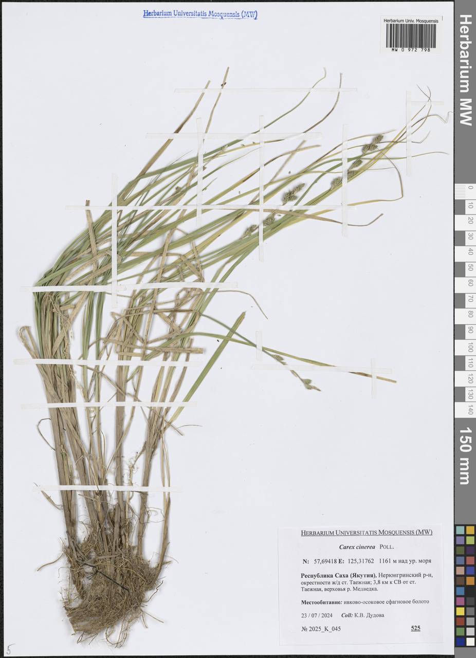 Carex canescens subsp. canescens, Siberia, Yakutia (S5) (Russia)