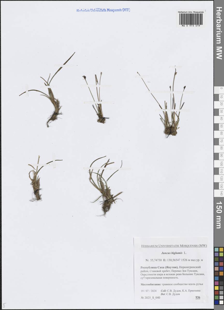 Juncus biglumis L., Siberia, Yakutia (S5) (Russia)