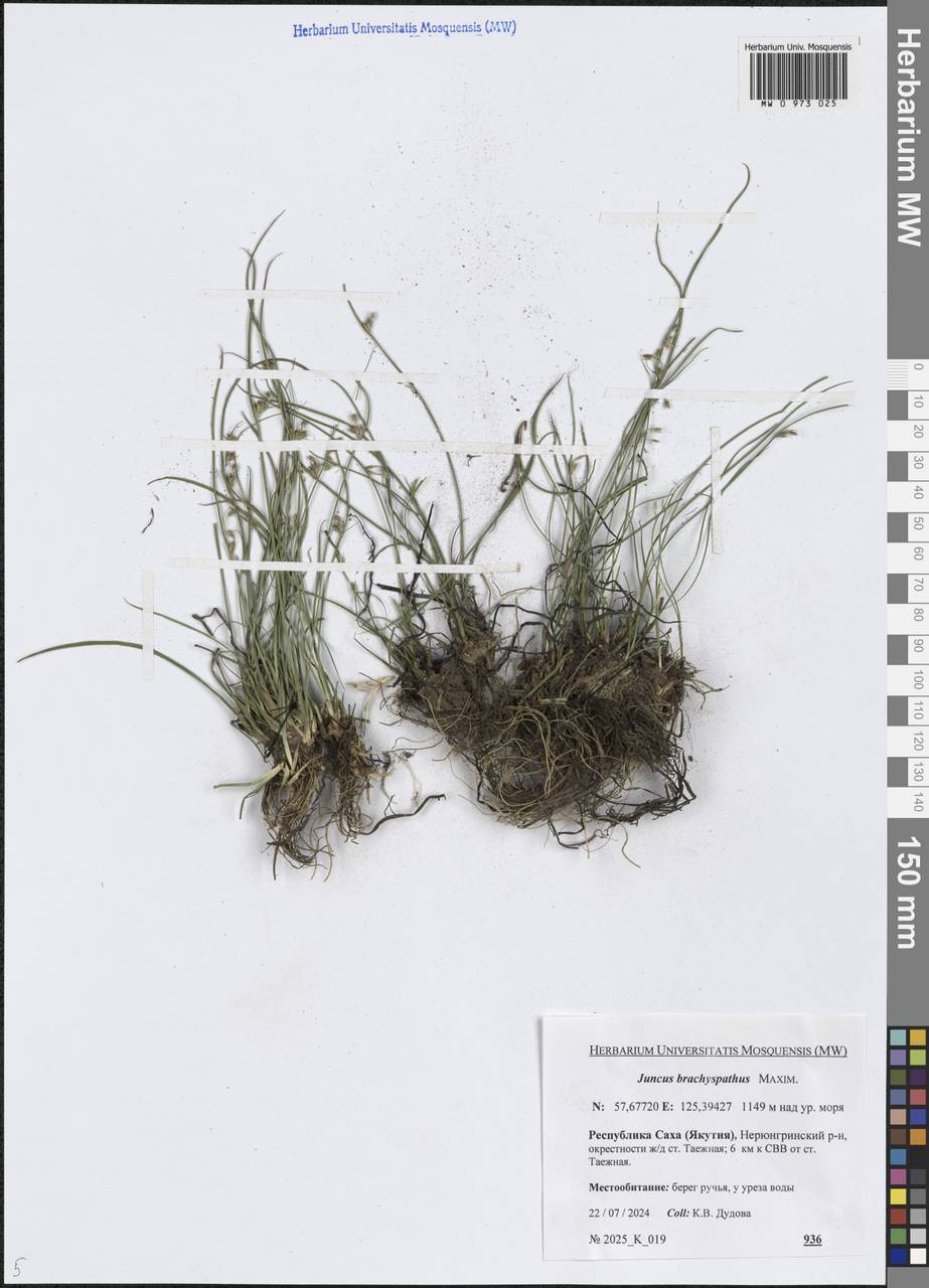 Juncus brachyspathus Maxim., Siberia, Yakutia (S5) (Russia)